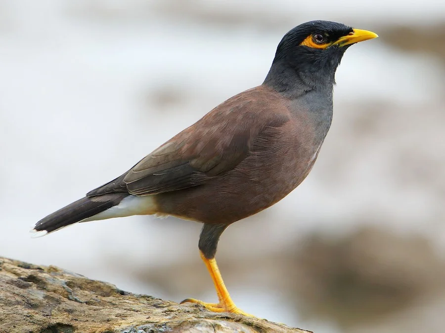 Myna Names For Pets