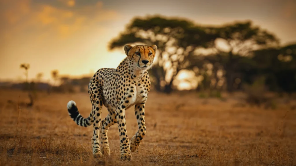 Mythical Cheetah Names