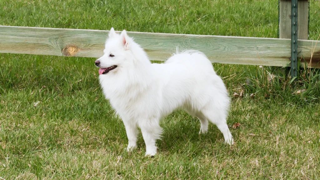 Mythical Eskimo Dog Names