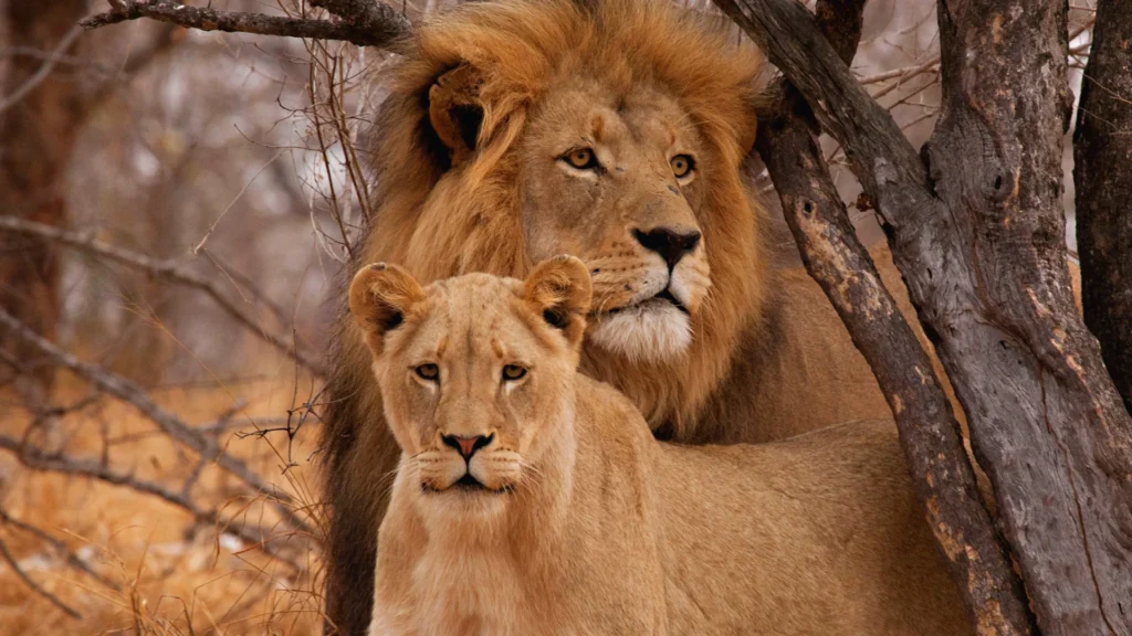 Mythical Lioness Names