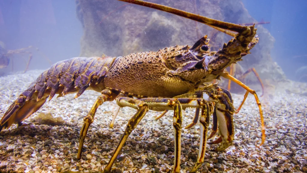 Mythical Lobster Names