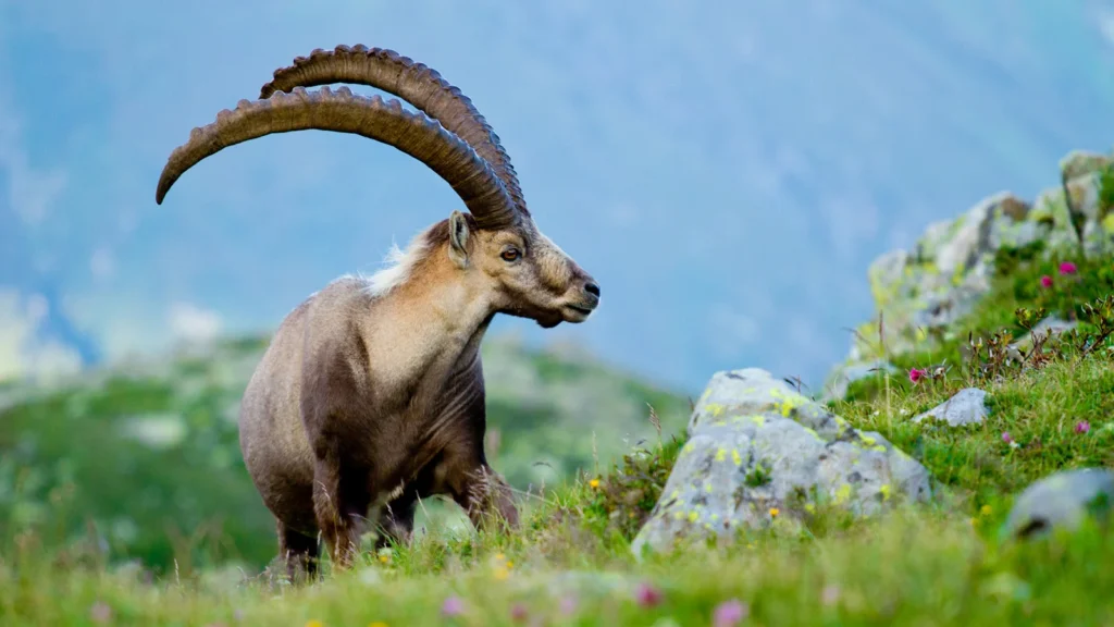 Nature-Inspired Ibex Names