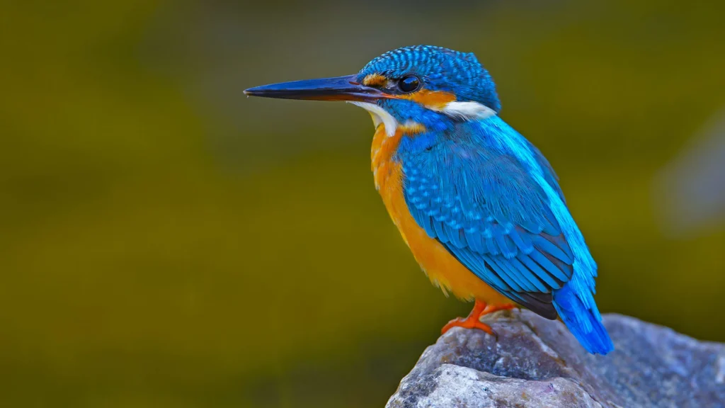 Nature-Inspired Kingfisher Names