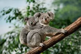 Nature-Inspired Koala Names