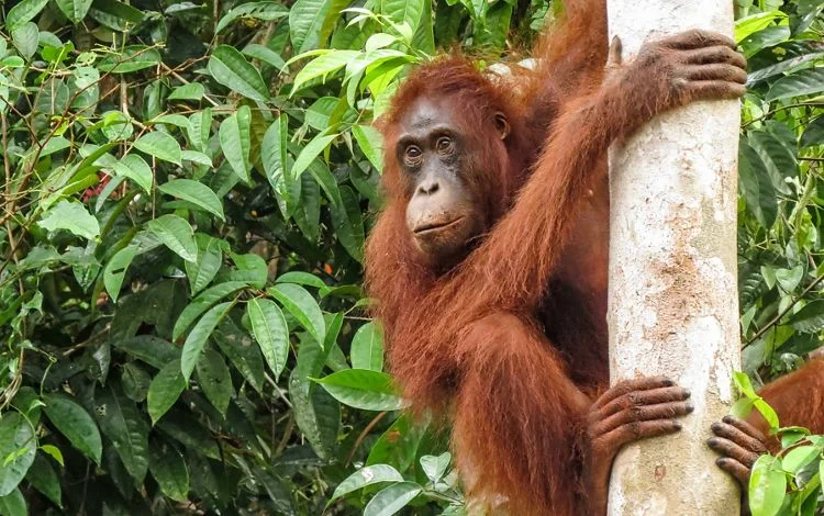 Nature-Inspired Orangutan Names