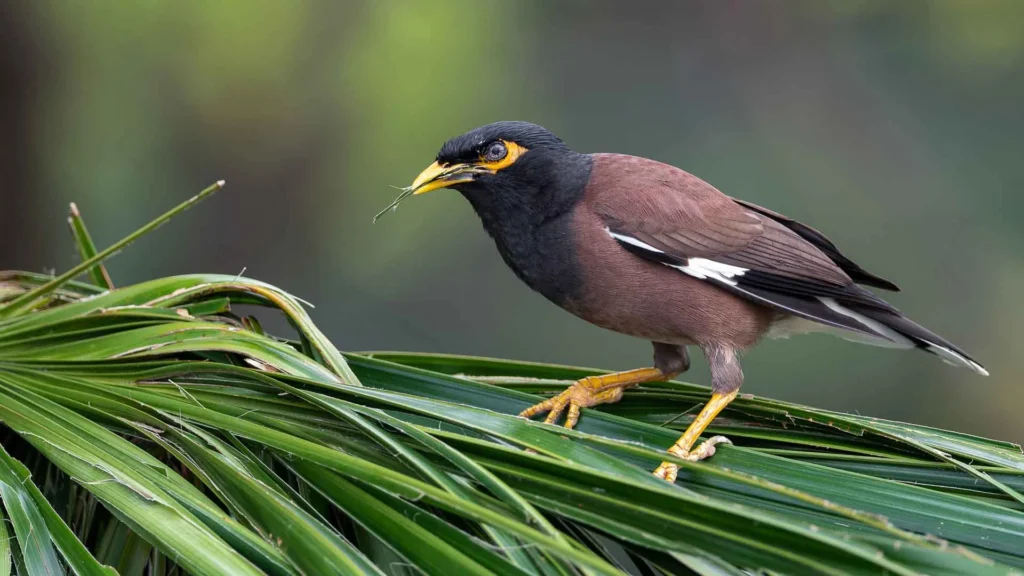Nicknames For Myna