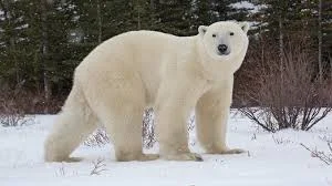 Nicknames for Polar Bear