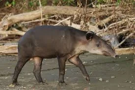 Nicknames for Tapir