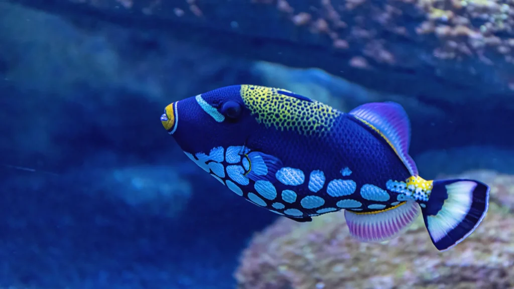 Ocean-Inspired Blue Fish Names