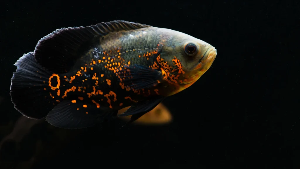 Oscar Fish Names
