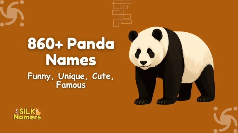 Panda Names