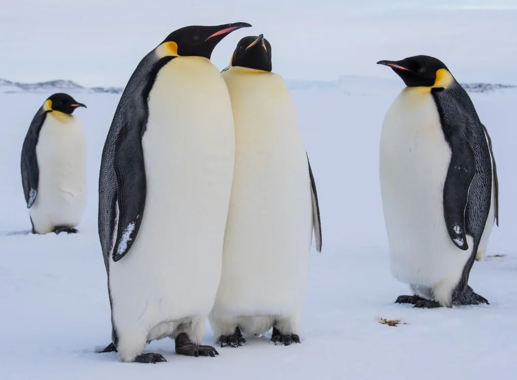 Penguin Chick Names