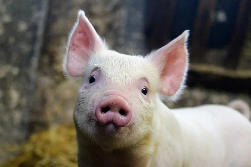 Peppa Pig Names