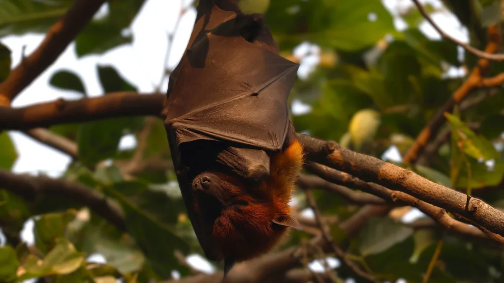 Pet Bat Names