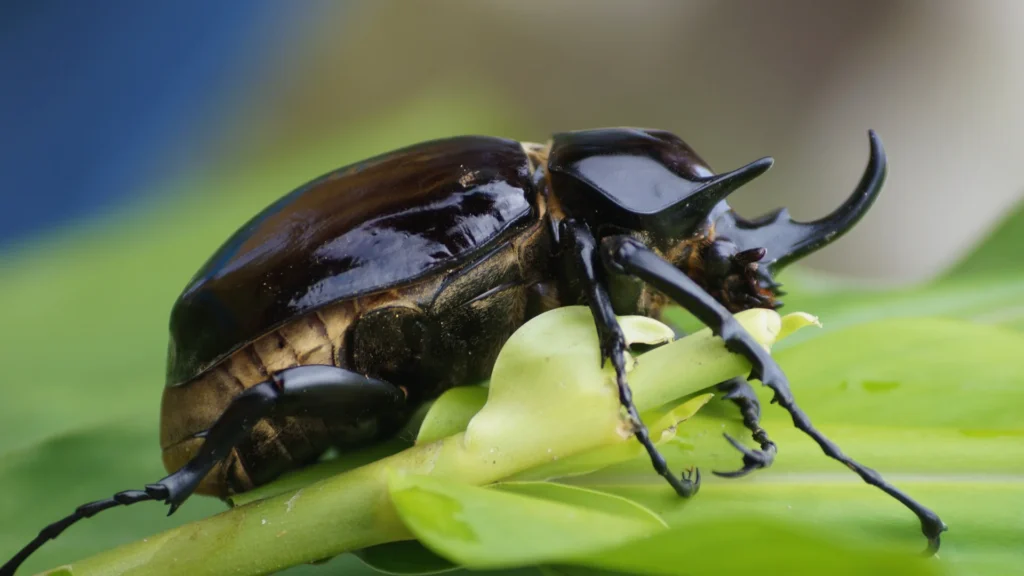Pet Bug Names
