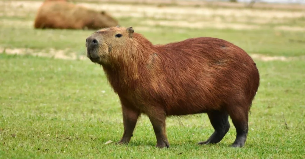 Pet Capybara Names