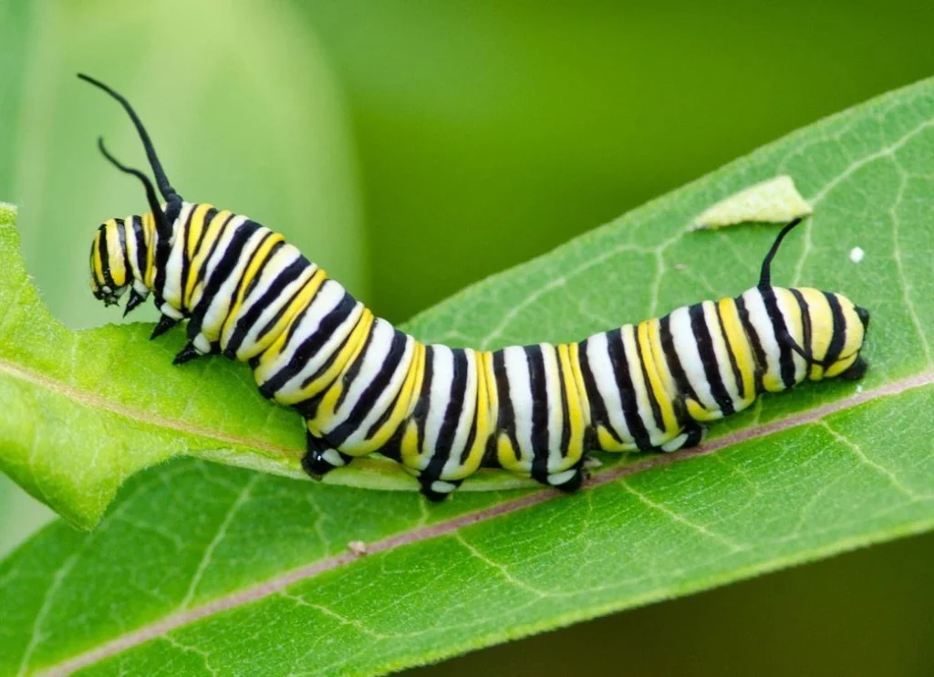 Pet Caterpillar Names