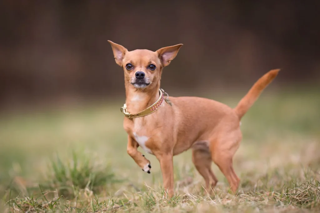 Pet Chihuahua Names
