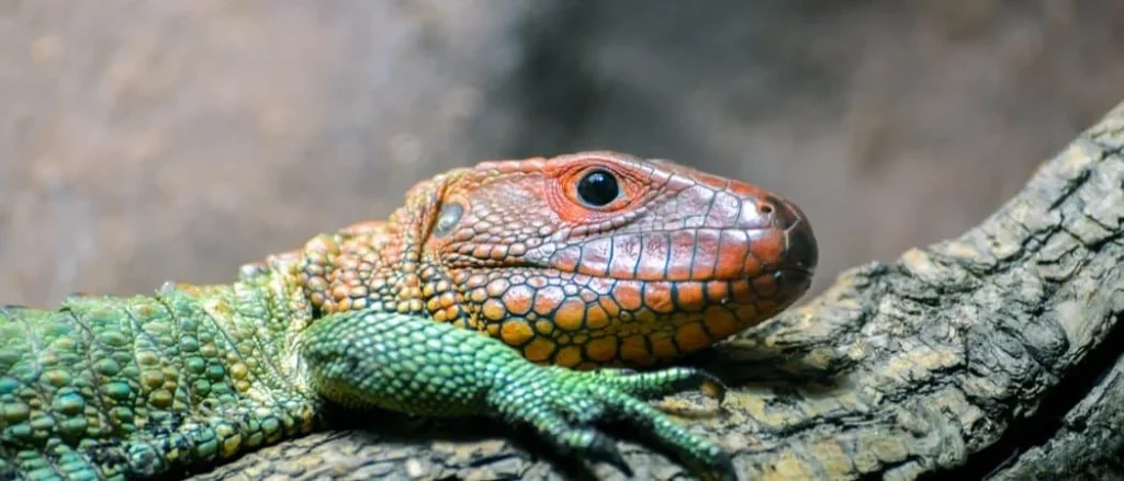 Pet Lizard Names