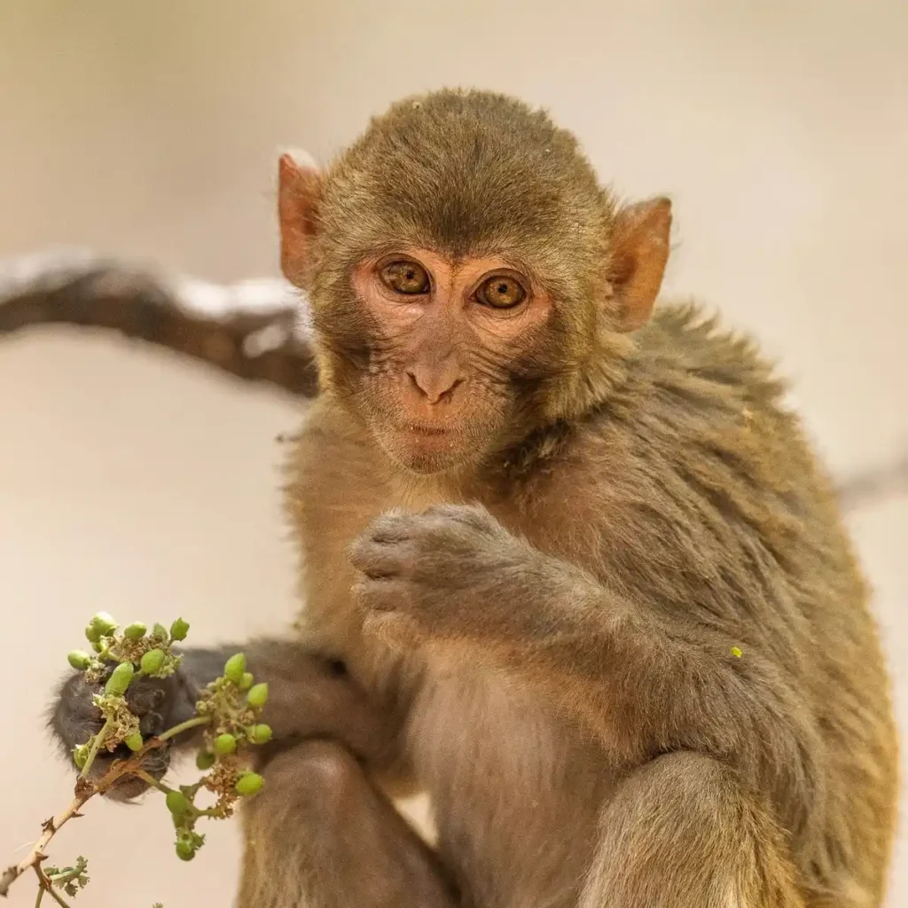 Pet Monkey Names