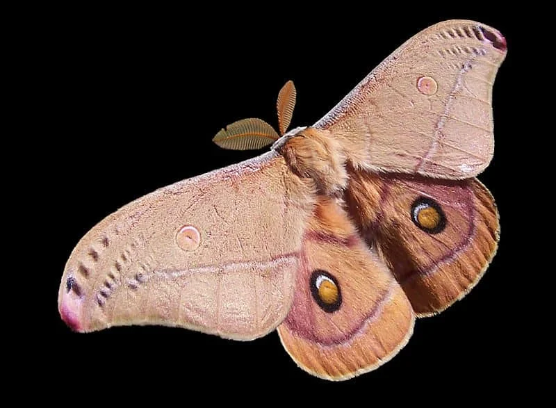 Pet Moth Names