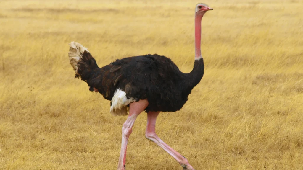Pet Ostrich Names