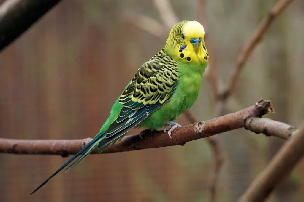 Pet Parakeet Names