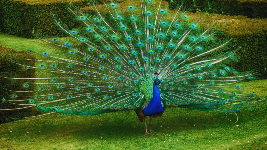 Pet Peacock Names