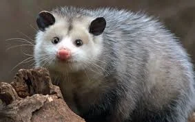 Pet Possum Names