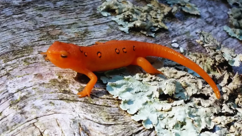 Pet Salamander Names