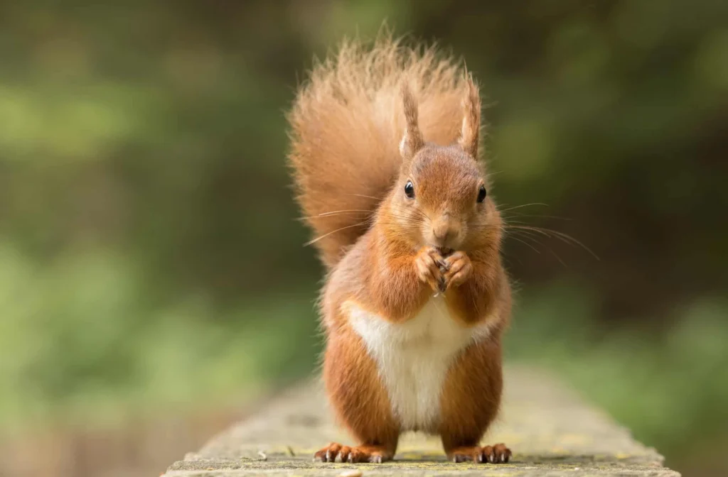 Pet Squirrel Names