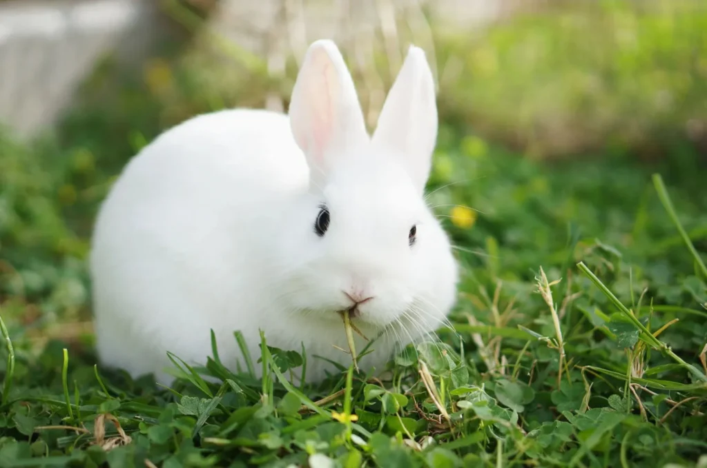 Peter Rabbit Names