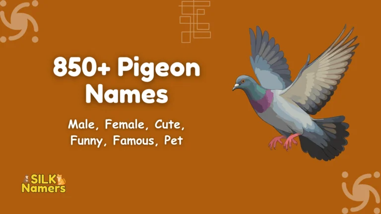 Pigeon Names