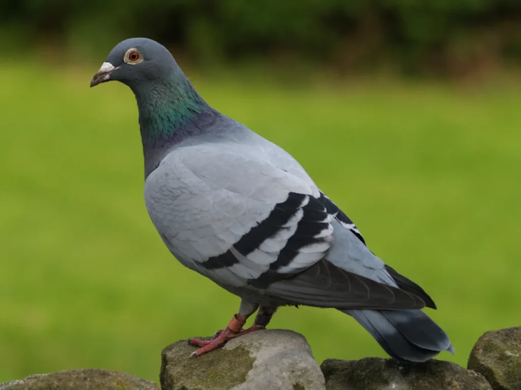 Pigeon Pet Names