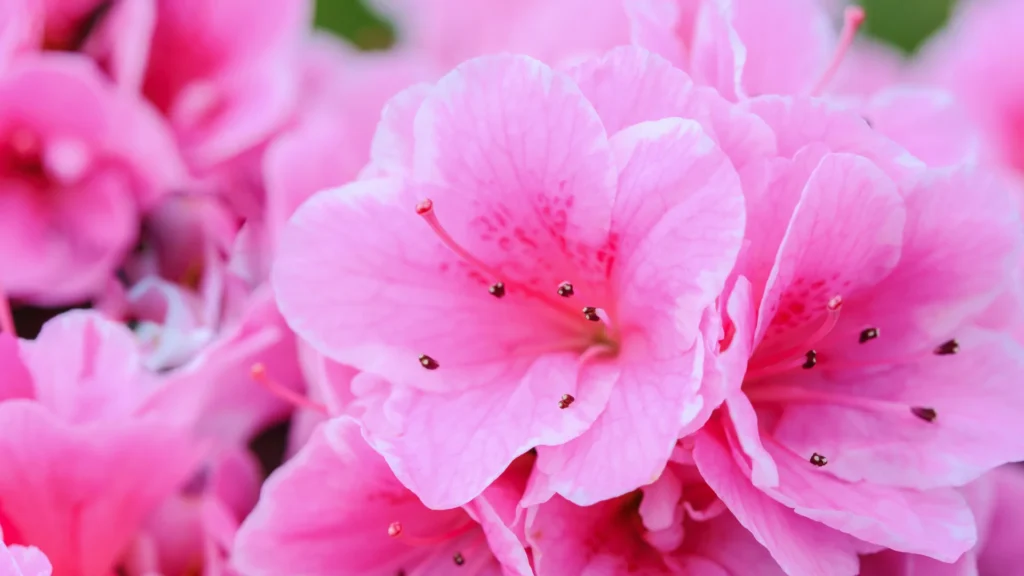 Pink Flower Names For Bouquet