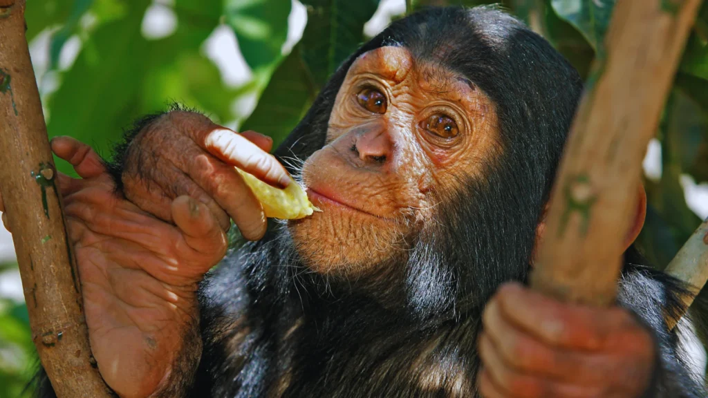 Popular Chimpanzee Names In Zoos