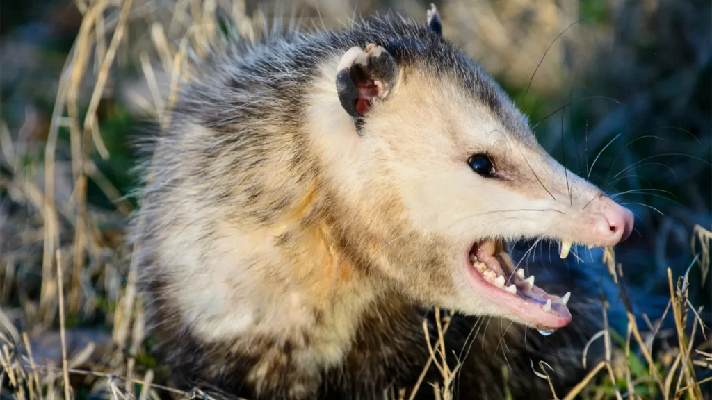 Popular Names for Possums
