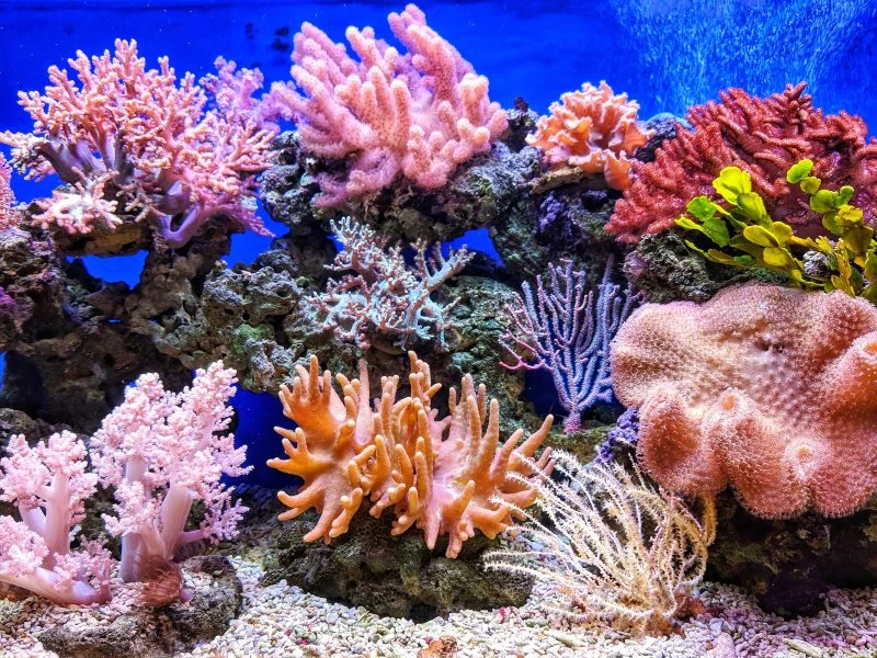 Pretty Coral Names