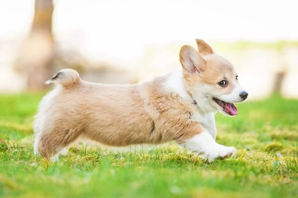 Puppy Corgi Names