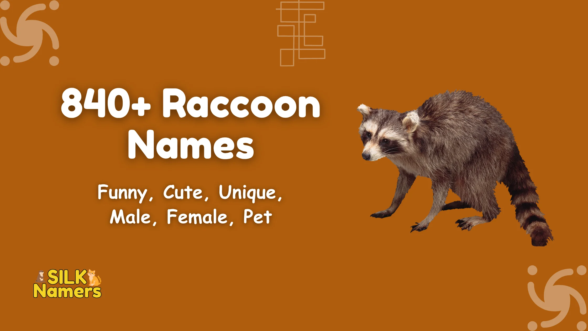 Raccoon Names