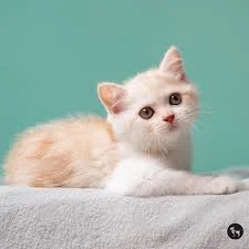 Ragdoll Kitten Names
