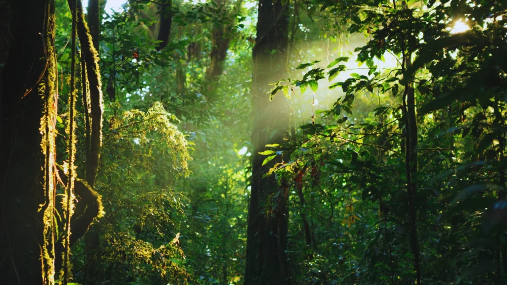 Rainforests In Madagascar