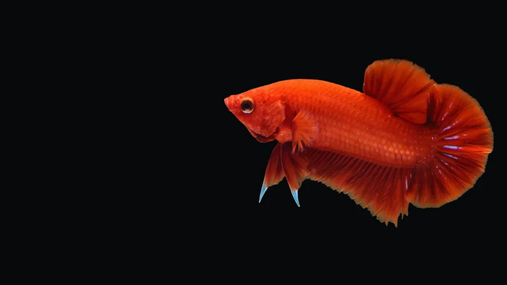 Red Fish Names Inspired by Mythology