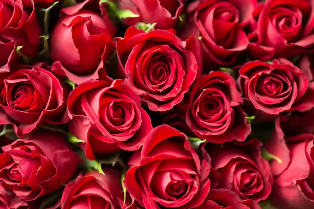 Red Flowers and Love
