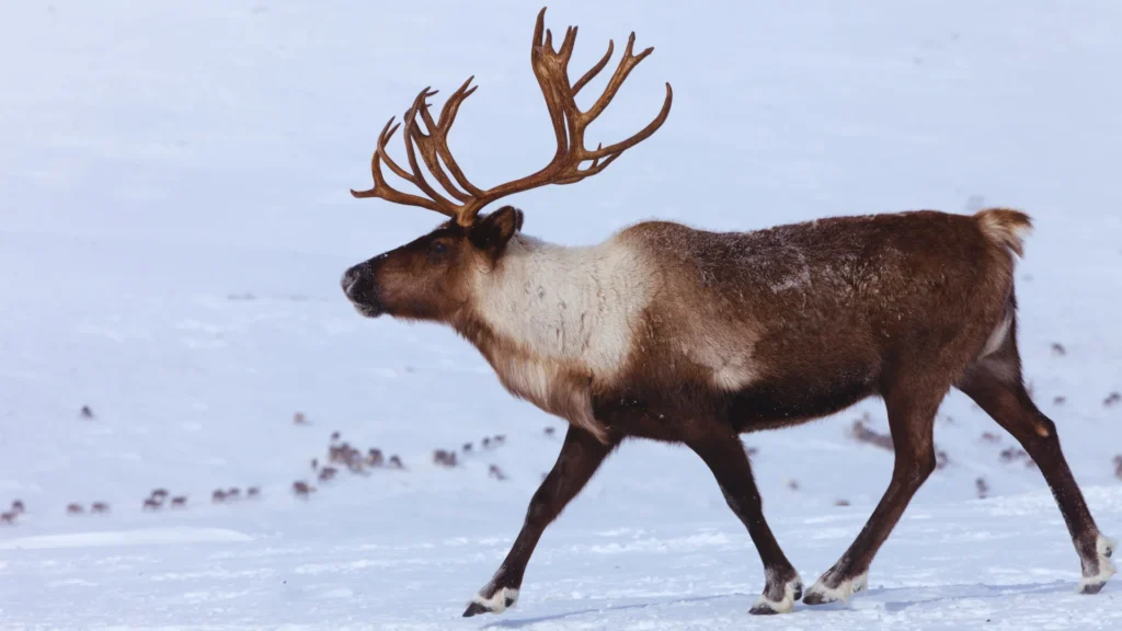 Reindeer Names