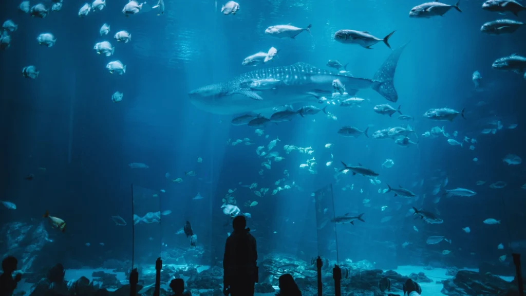 Shark Species Names