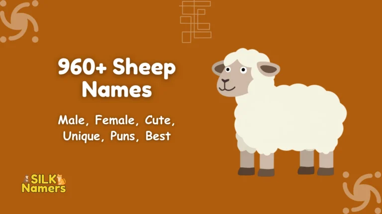 Sheep Names