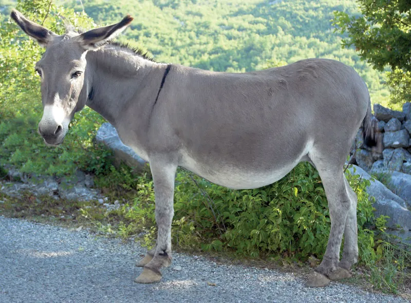 Shepherd Donkey Names