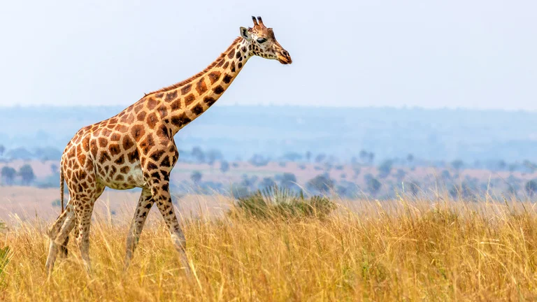 Shy Giraffe Names