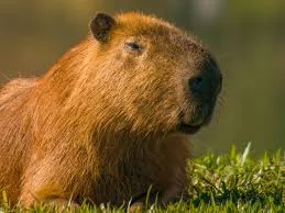 Silly Capybara Names